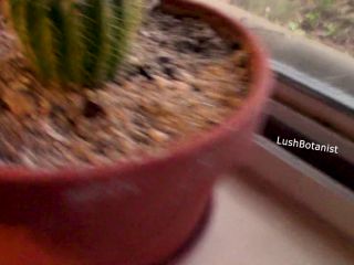 video 33 Lush Botanist – Succulent Care and Troubleshooting, laura big tits on big tits porn -8