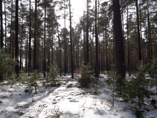 online video 36 Mistress Firewolf - Disciplined In The Cold Winter Forest on fetish porn katie st ives femdom-0