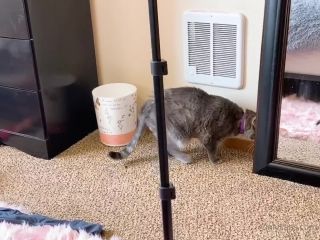 Nicole Auclair Nicoleauclair - heres a sfw video for casual sunday featuring me and my two new kitties i introduce th 15-09-2020-7