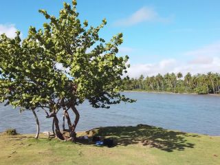 IRENE ROUSE PALM GROVE-0