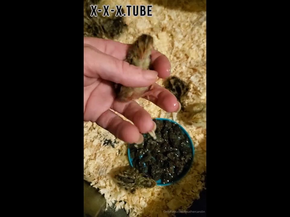 Hardcore porn Heathercarolin Video For You Welcome My New Quail Chicks  heathercarolin 