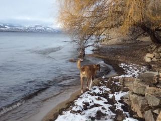 January_day_at_Three_Mile_Beach_2018-9